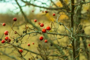 Lewtress Rosehip Supplements for Arthritis