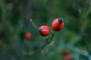 Rosehip ‘better than painkillers’ for arthritis